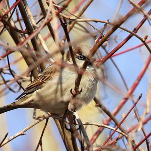 House Sparrow