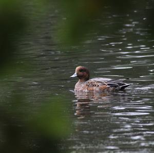 Eurasian Wigeon