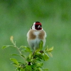 European Goldfinch