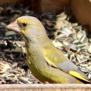 European Greenfinch