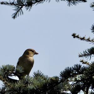 Spotted Flycatcher