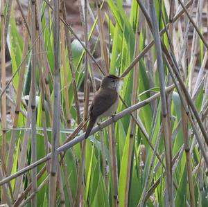 Eurasian Reed-warbler