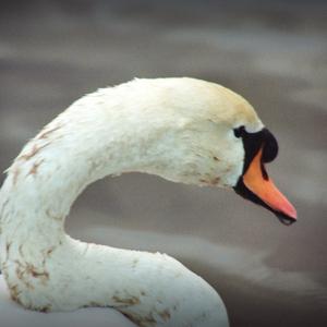 Mute Swan