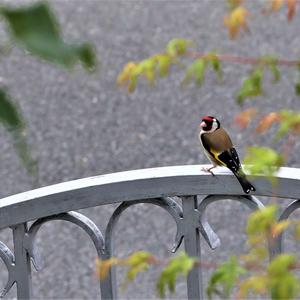 European Goldfinch