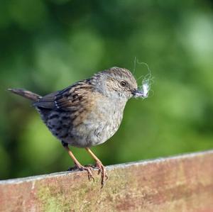 Hedge Accentor