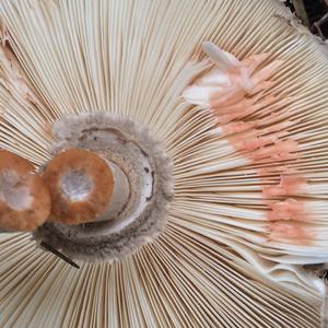 Shaggy Parasol