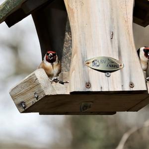 European Goldfinch