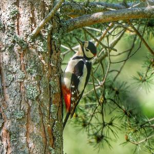 Great Spotted Woodpecker