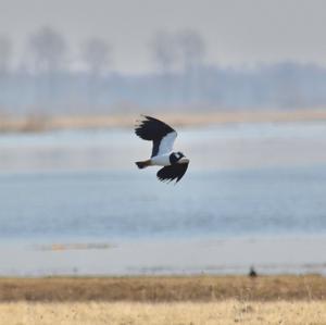 Northern Lapwing