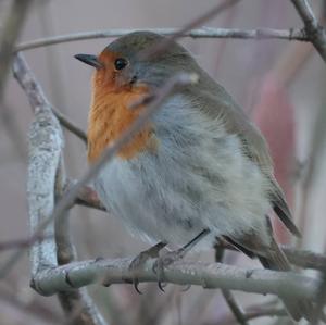 European Robin