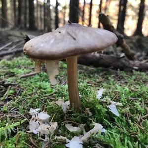 Fawn Mushroom