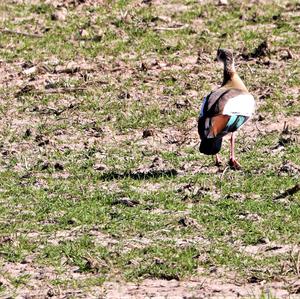 Egyptian Goose