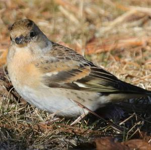 Brambling