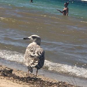 Herring Gull