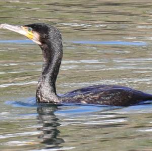 Great Cormorant