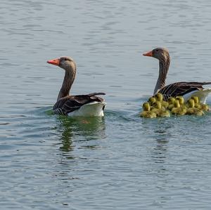 Greylag Goose