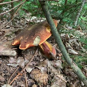 Dotted-stem Bolete