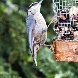 Wood Nuthatch