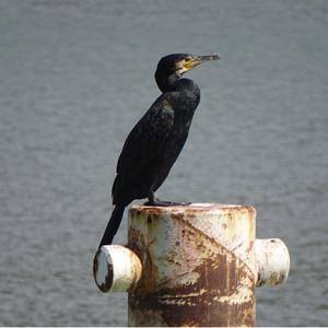 Great Cormorant