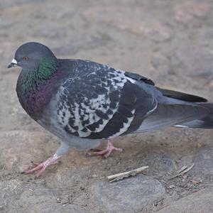 Rock Pigeon