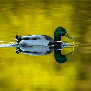 Mallard