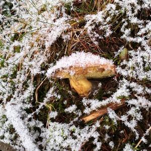 Bay Bolete