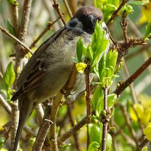 Eurasian Tree Sparrow