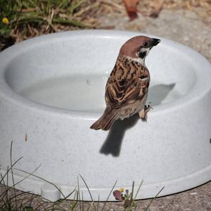 Eurasian Tree Sparrow