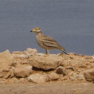 Eurasian Thick-knee