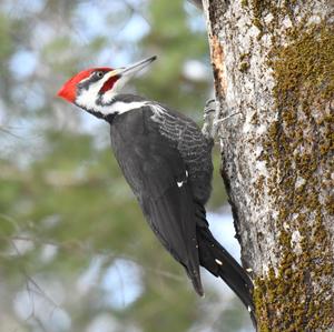 Pileated Woodpecker