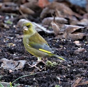 European Greenfinch