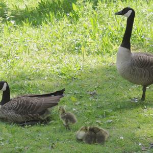 Canada Goose