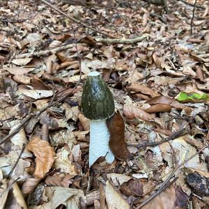 Stinkhorn, Common