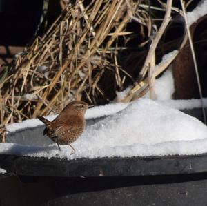 Winter Wren