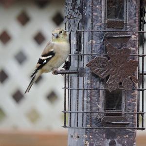 American Goldfinch