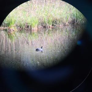 Common Coot