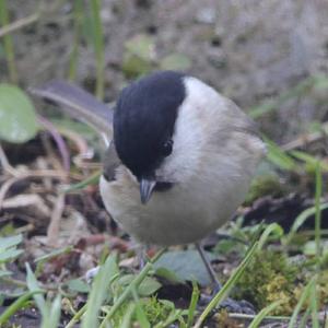 Marsh Tit