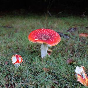 Fly Agaric