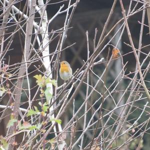 European Robin