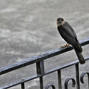 Eurasian Sparrowhawk