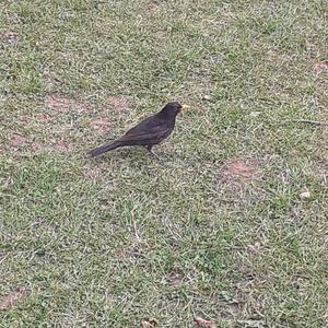 Eurasian Blackbird