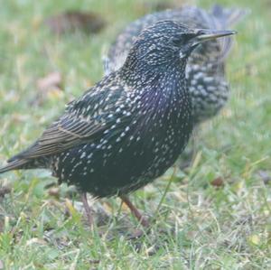 Common Starling