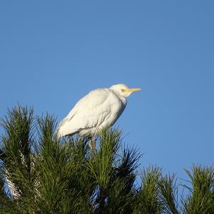 Cattle Egret