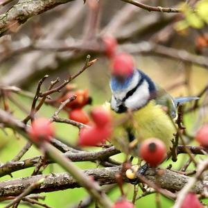 Blue Tit