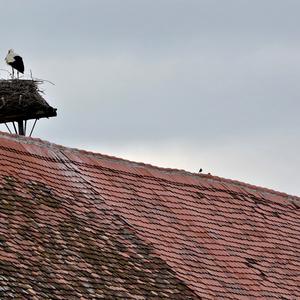 White Stork