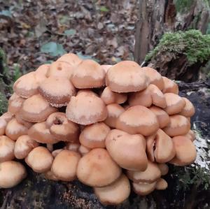 Changing Pholiota