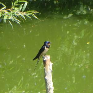 Barn Swallow