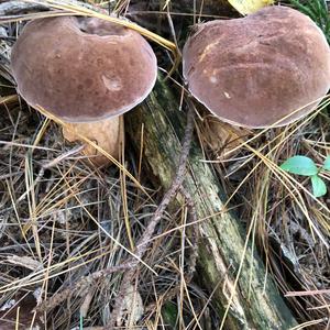 Bitter Bolete