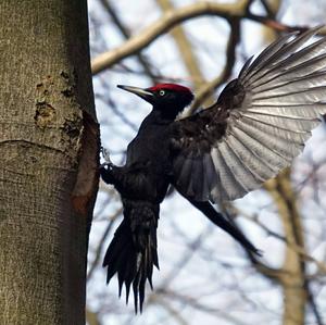 Black woodpecker