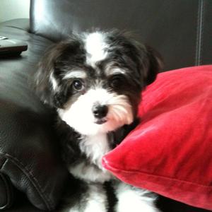 Unknown Breed
